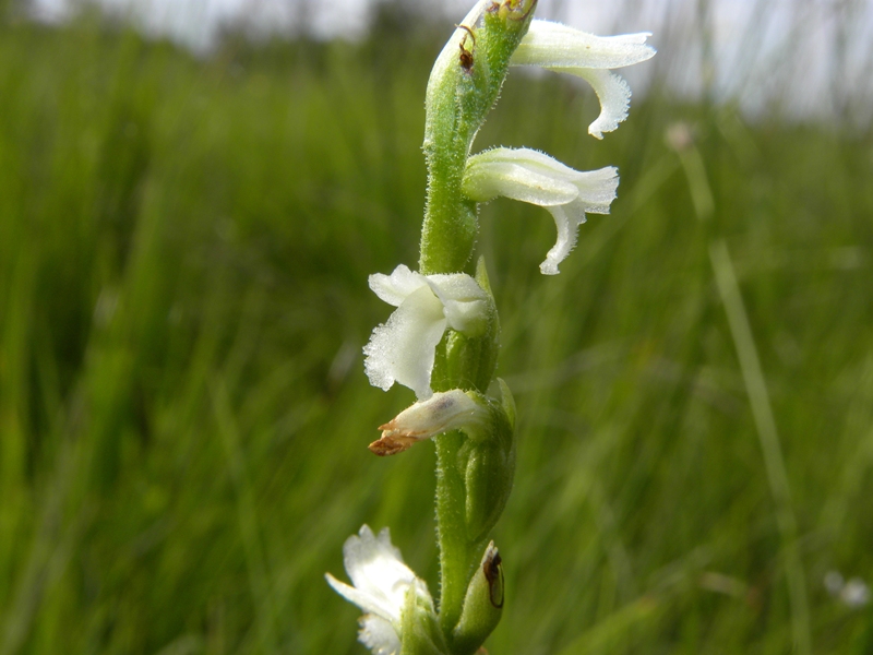 Spiranthes aestivalis / Viticcini estivi