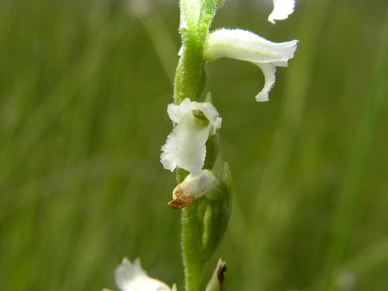 Spiranthes aestivalis / Viticcini estivi