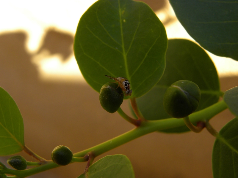 Capparimya savastanoi (Mosca del Cappero)