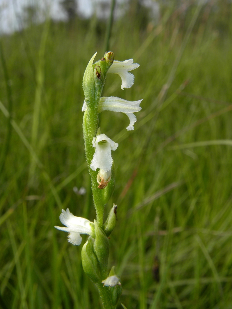 Spiranthes aestivalis / Viticcini estivi