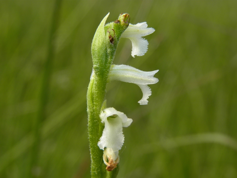 Spiranthes aestivalis / Viticcini estivi