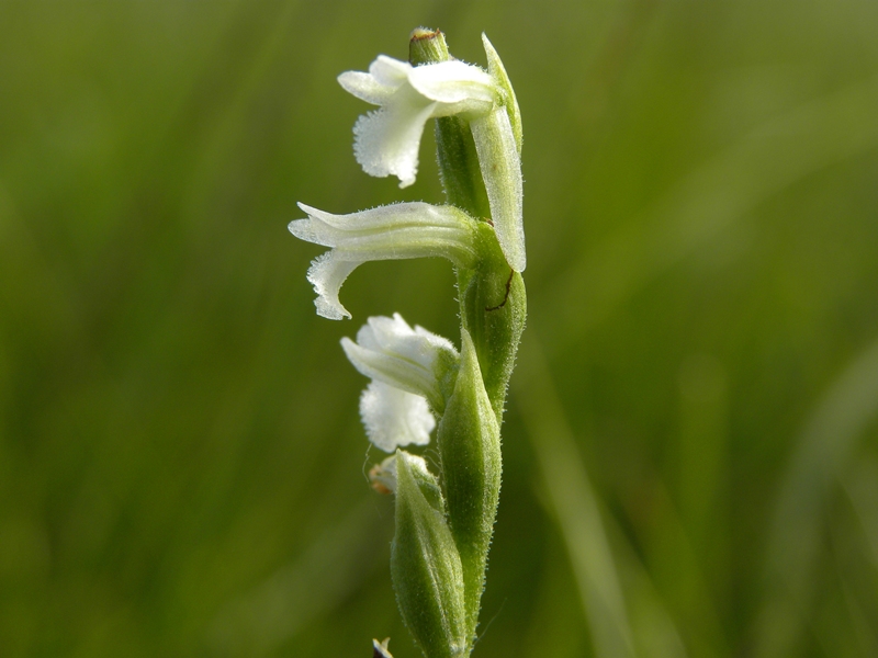 Spiranthes aestivalis / Viticcini estivi