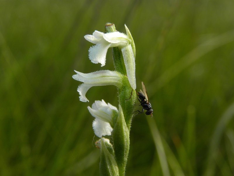 Spiranthes aestivalis / Viticcini estivi