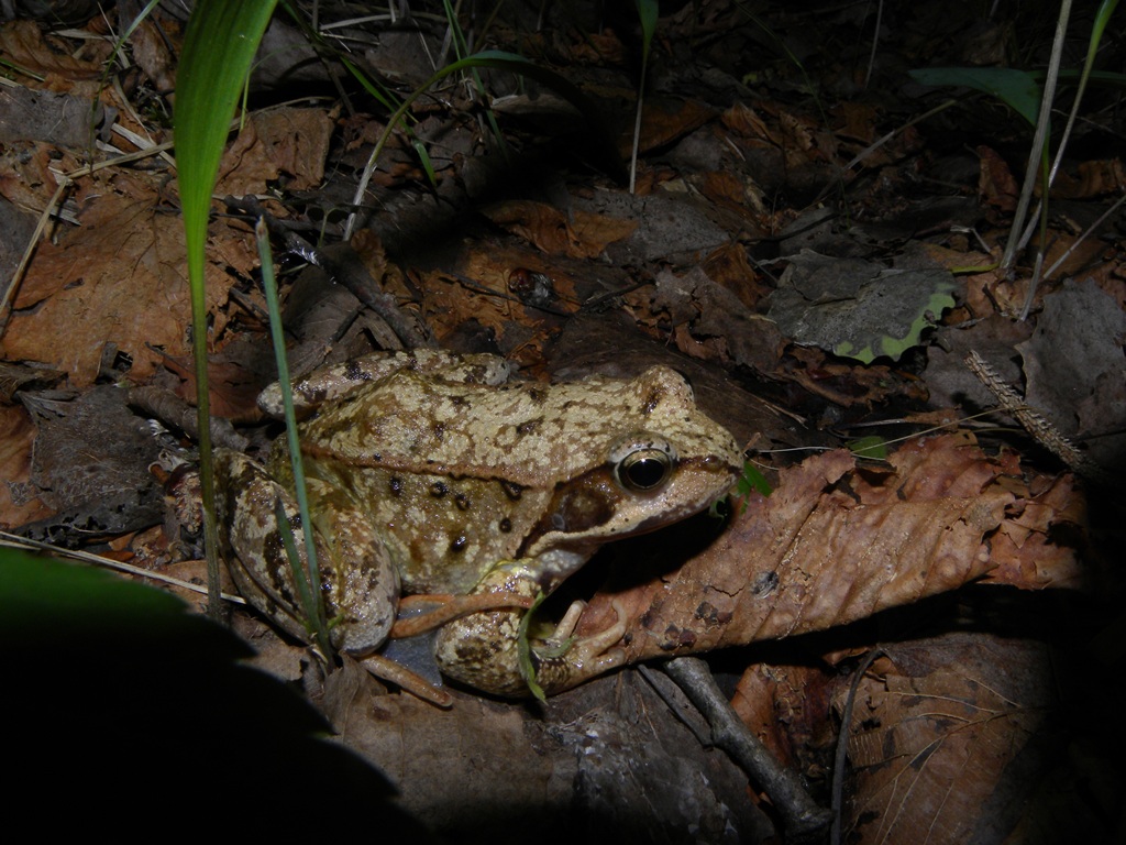 Rana temporaria a 2000 mt