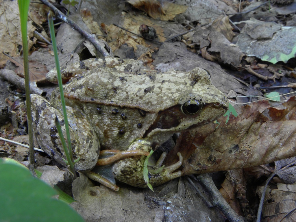 Rana temporaria a 2000 mt