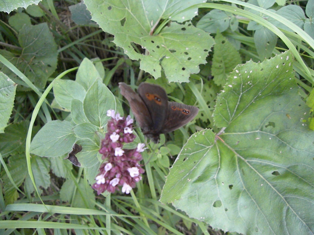 Erebia cassioides?