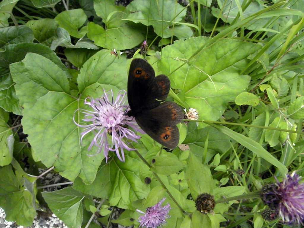 Erebia cassioides?