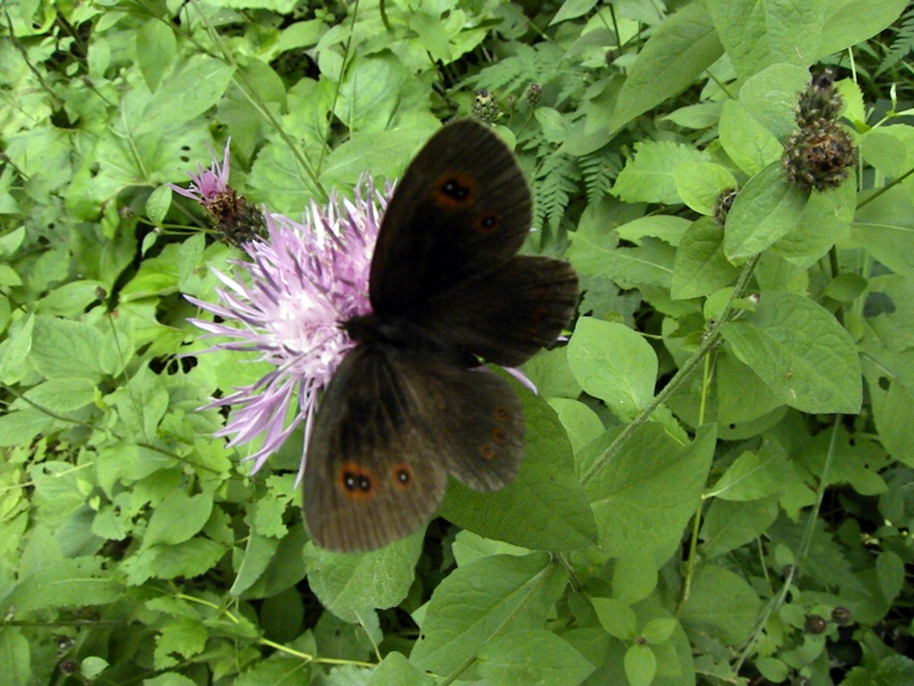 Erebia cassioides?