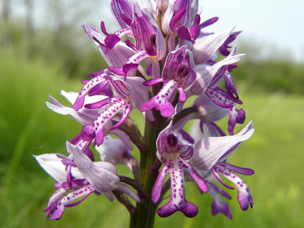 Orchis simia ?