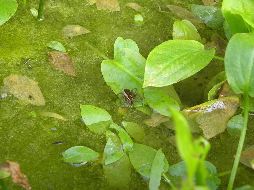 Dolomedes sp.