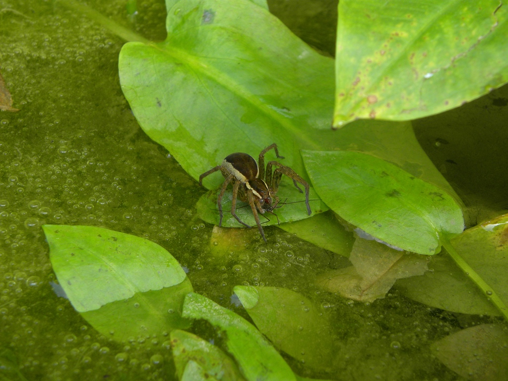 Dolomedes sp.