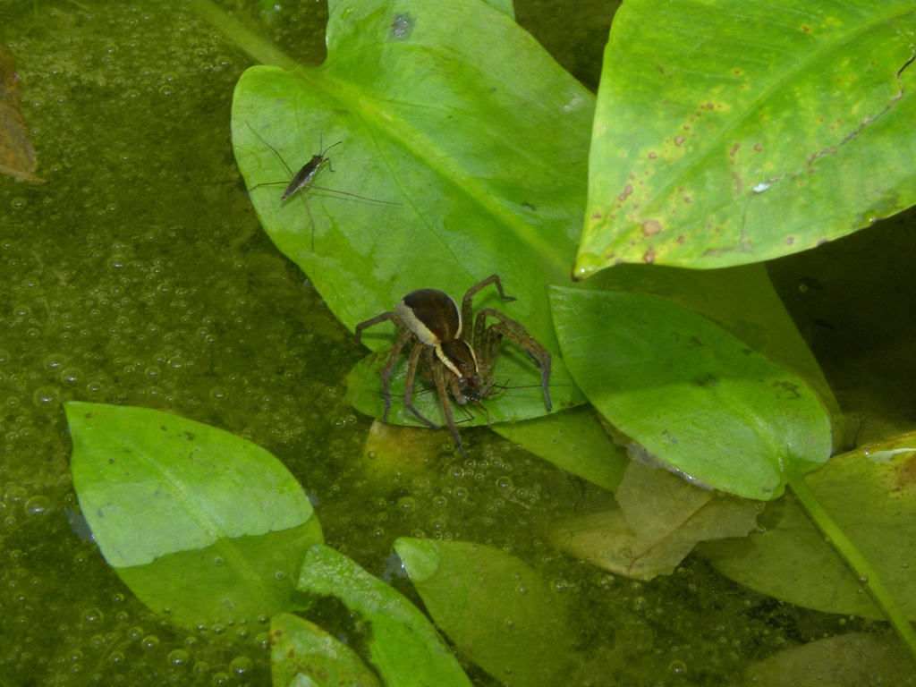 Dolomedes sp.