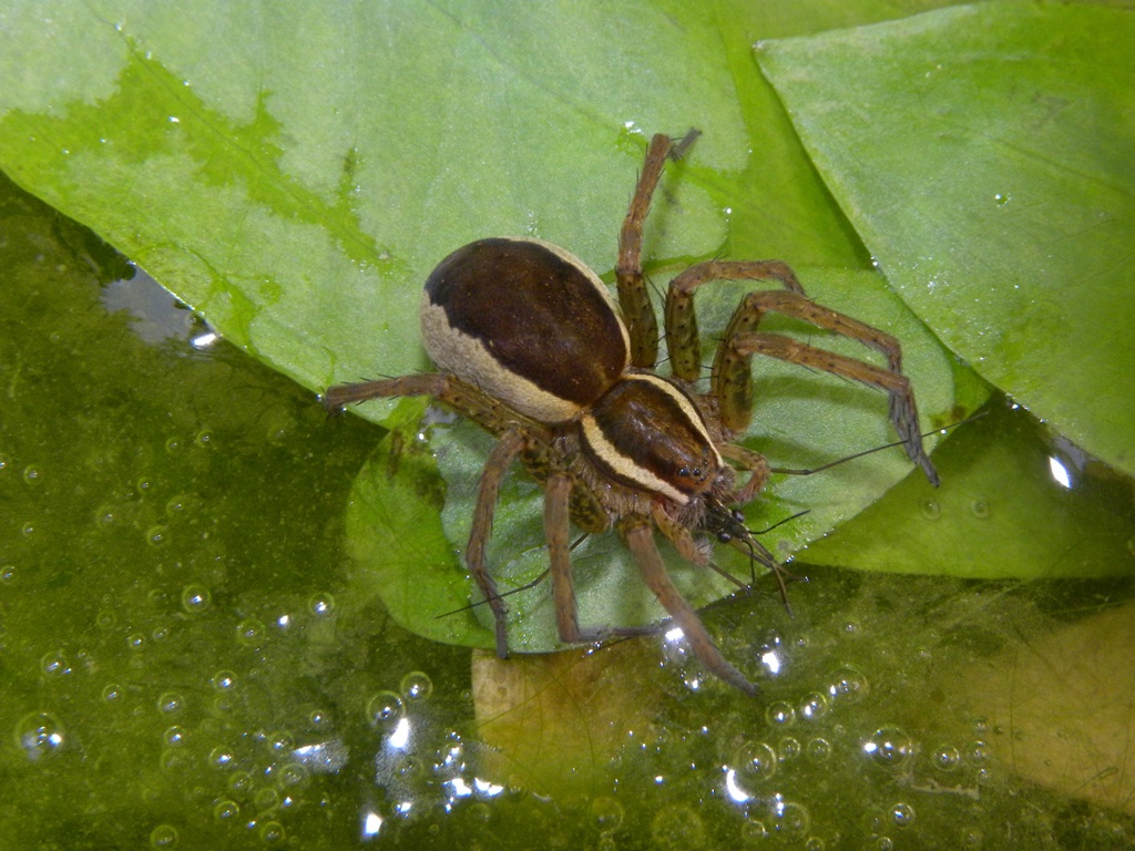 Dolomedes sp.