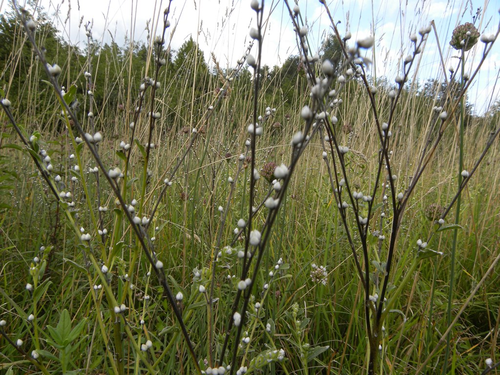 Lithospermum officinale / Erba perla maggiore