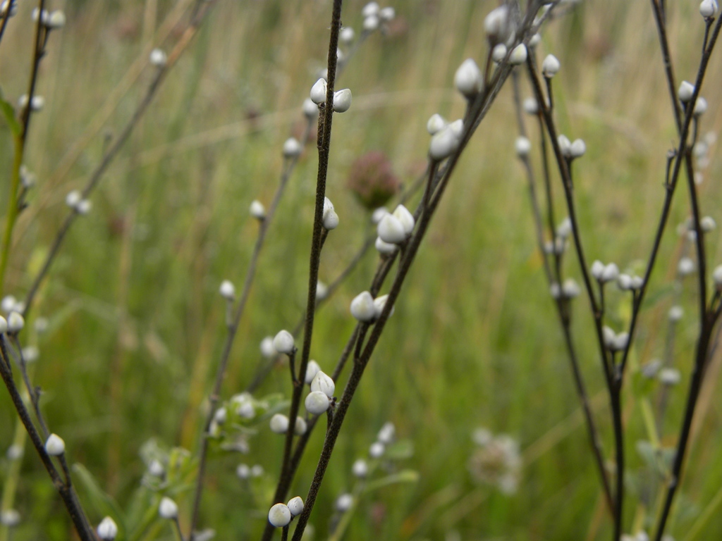 Lithospermum officinale / Erba perla maggiore