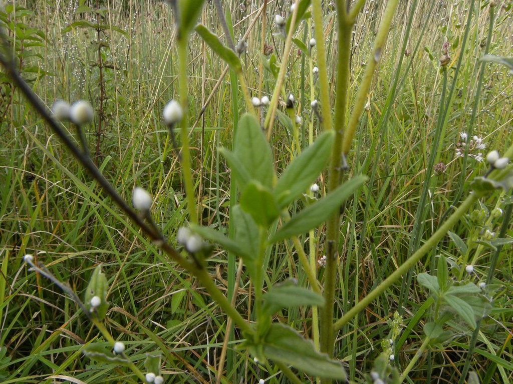 Lithospermum officinale / Erba perla maggiore