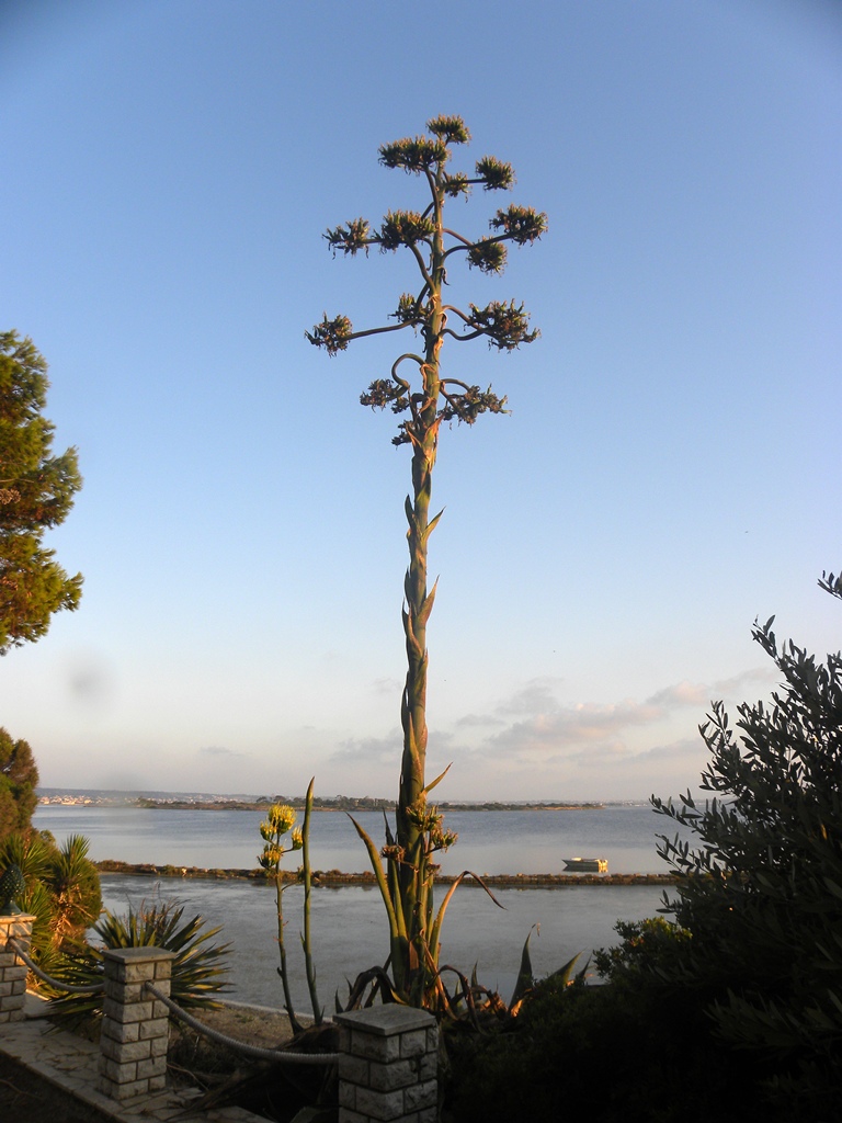 Agave americana / Agave