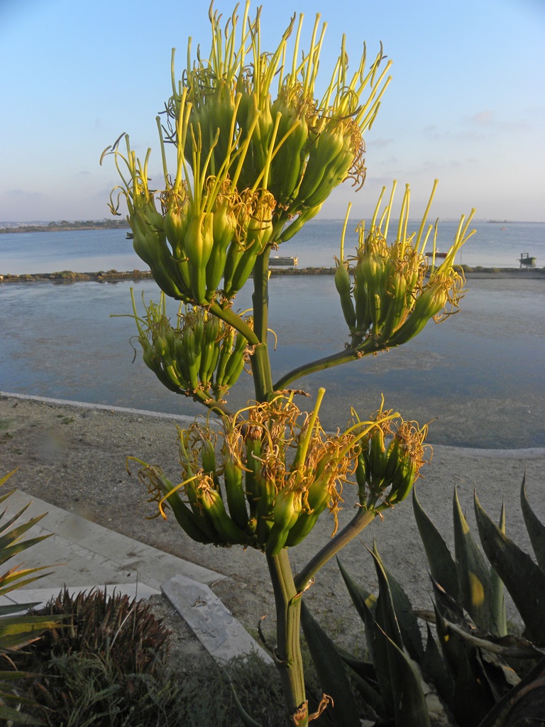 Agave americana / Agave