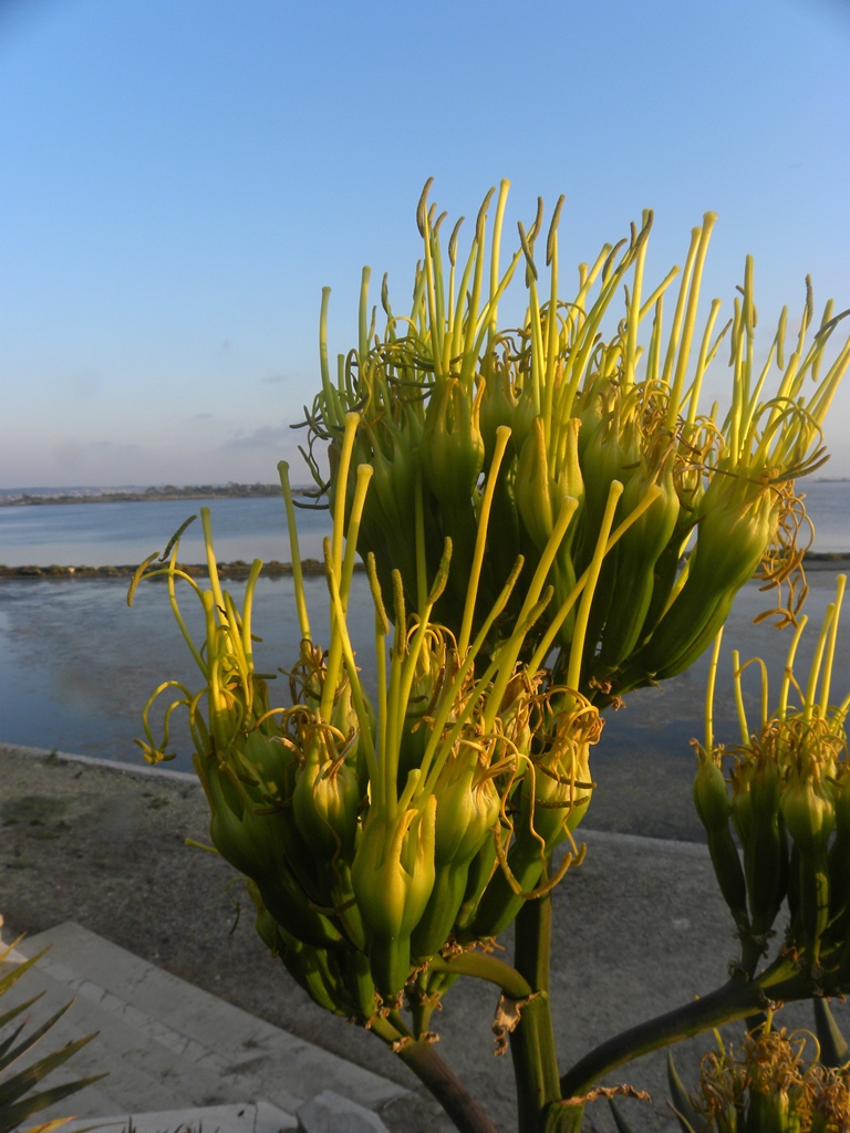 Agave americana / Agave