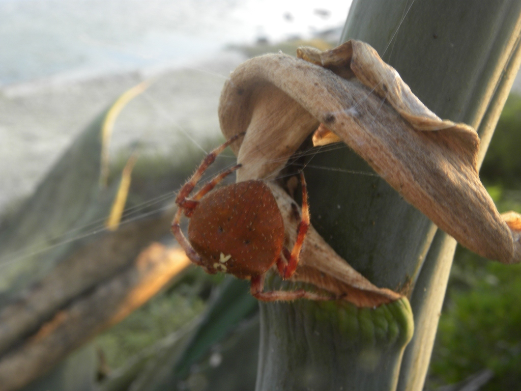 Araneus angulatus