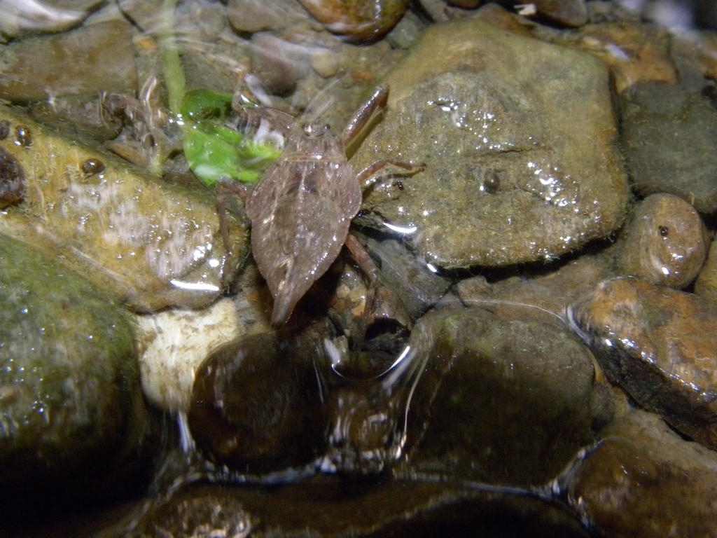 Nepa cinerea?