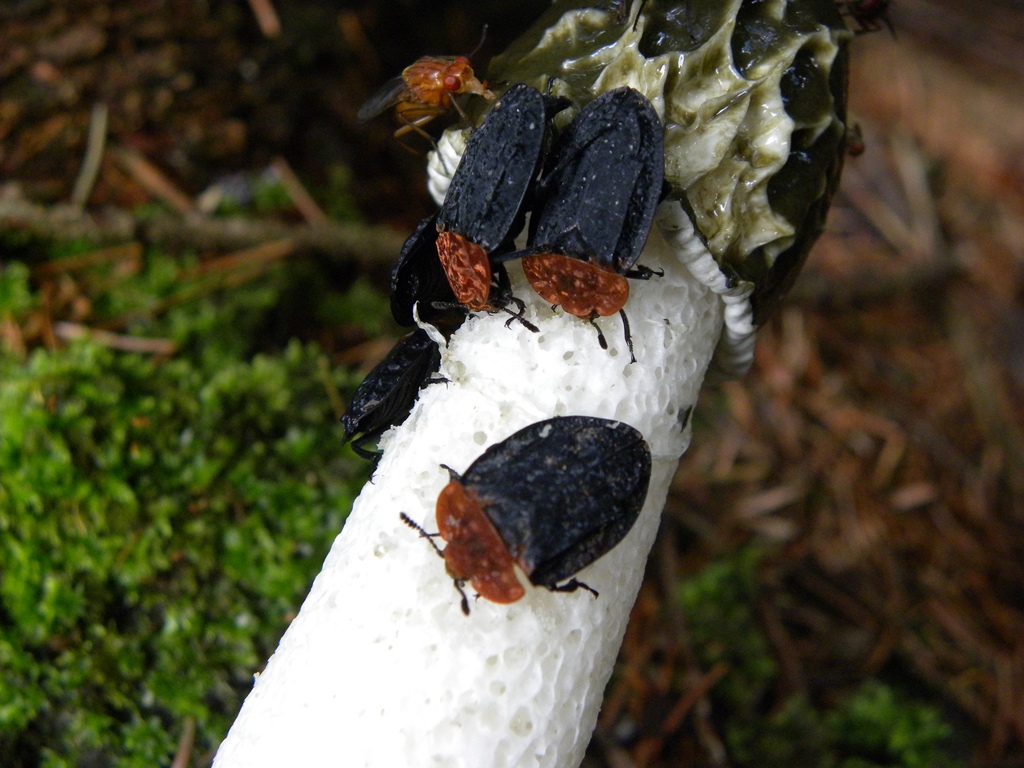 Oiceoptoma thoracicum (Sylphidae) che mangiano un fungo