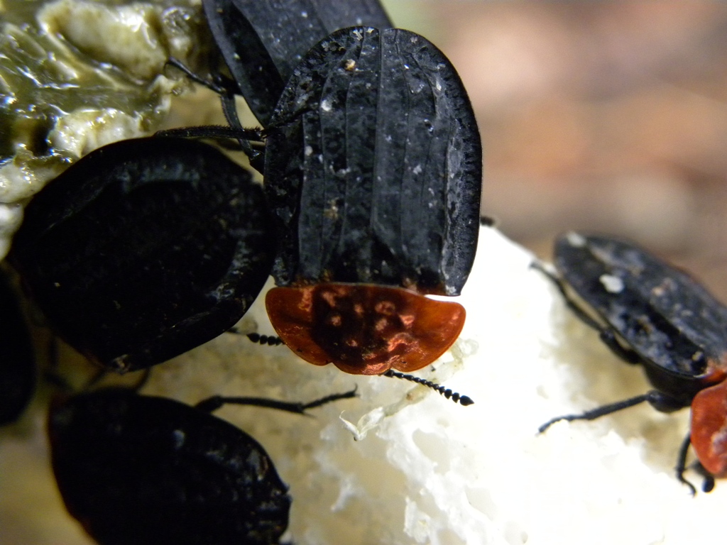 Oiceoptoma thoracicum (Sylphidae) che mangiano un fungo