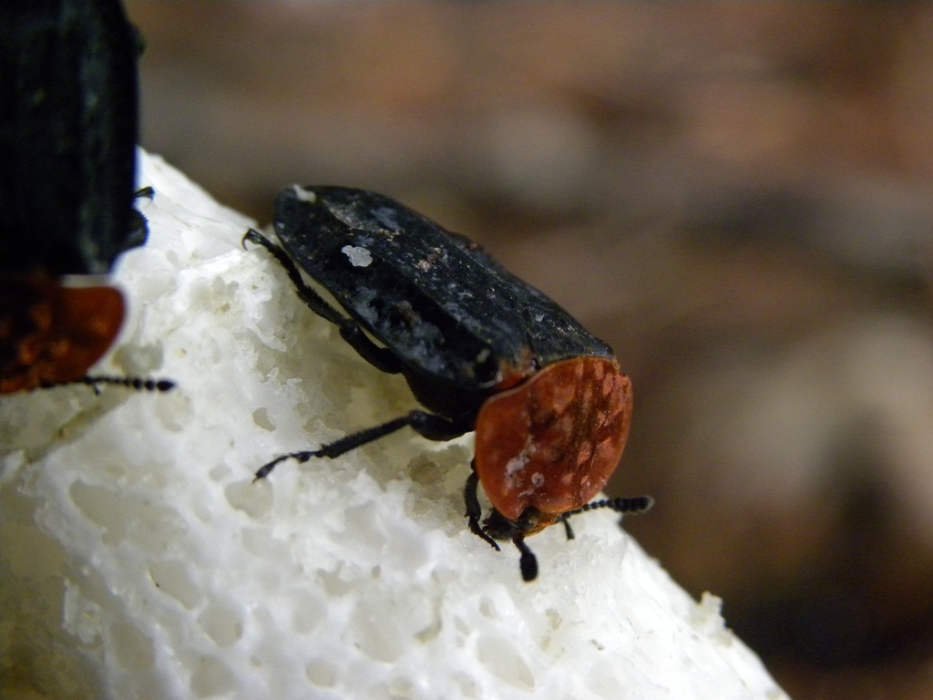 Oiceoptoma thoracicum (Sylphidae) che mangiano un fungo