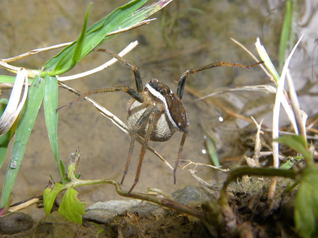 Dolomedes sp.