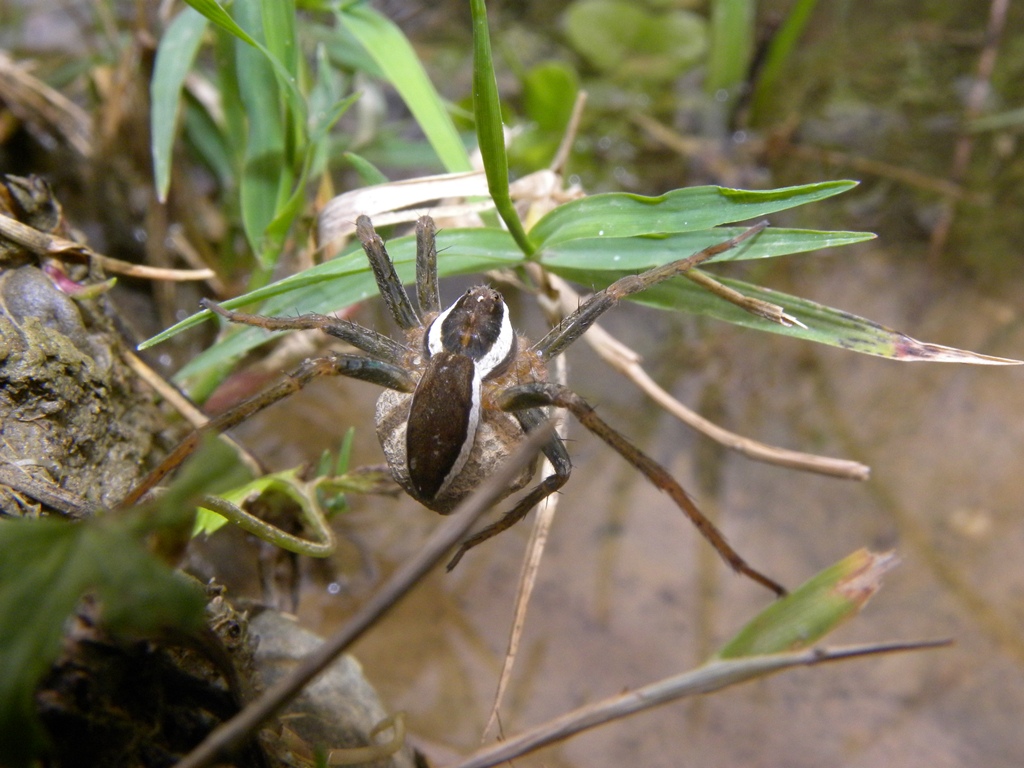 Dolomedes sp.