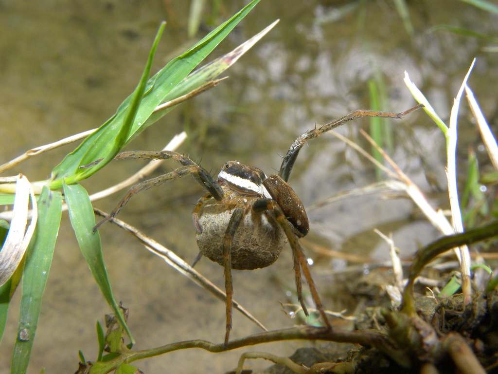 Dolomedes sp.