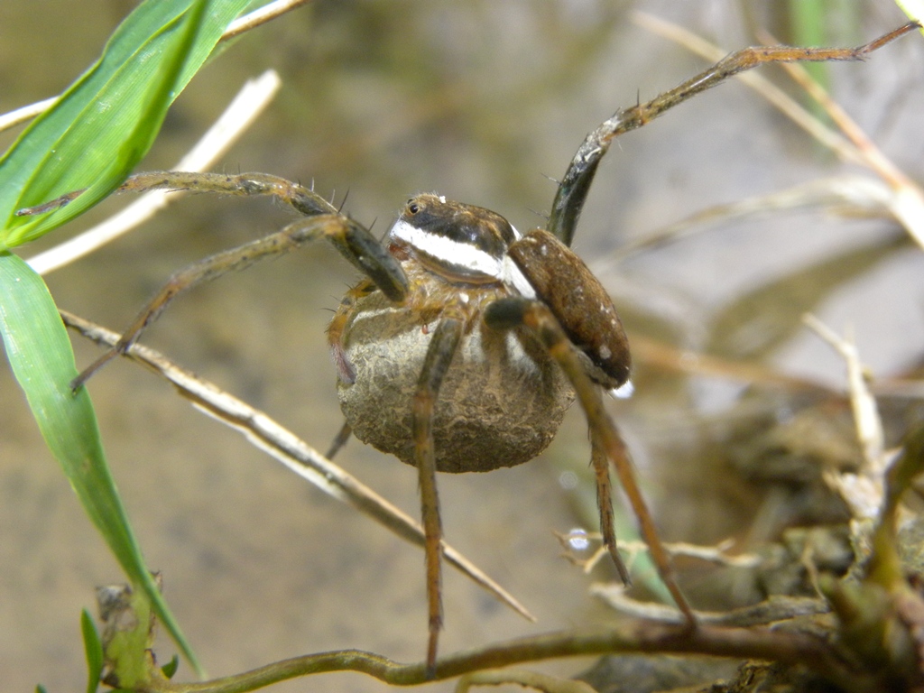 Dolomedes sp.