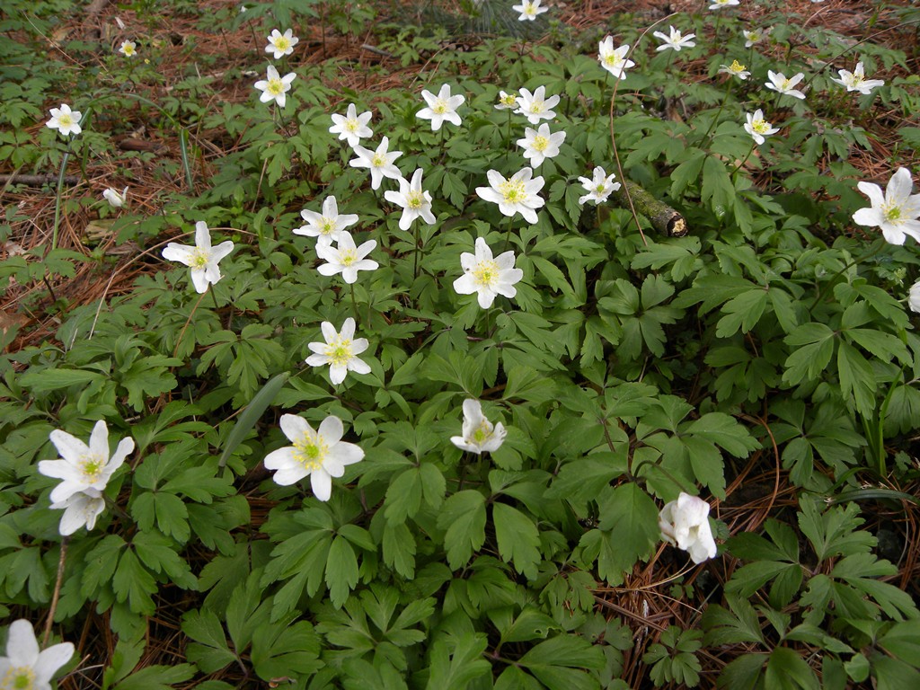 Anemone trifolia L. in un bosco vicino casa