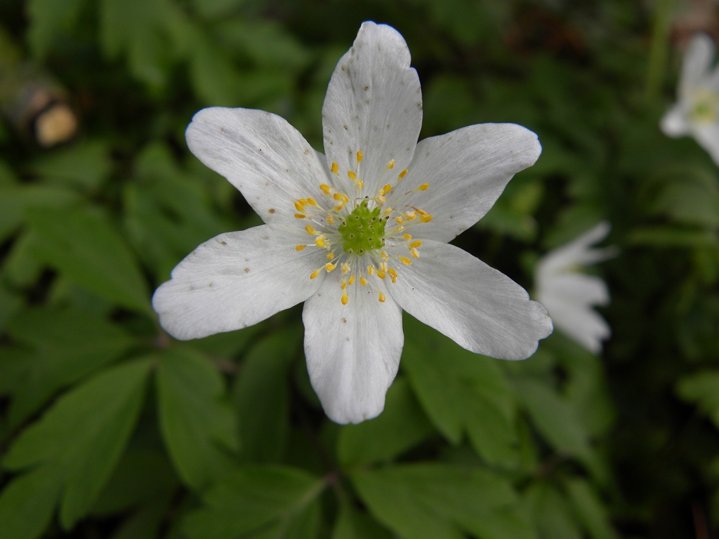 Anemone trifolia L. in un bosco vicino casa