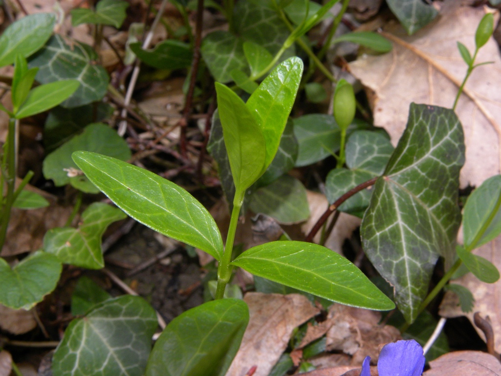 Vinca major e Vinca minor