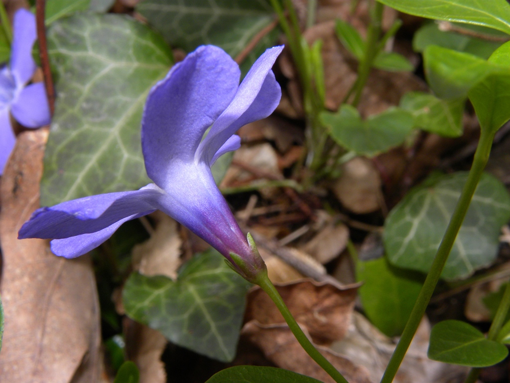 Vinca major e Vinca minor