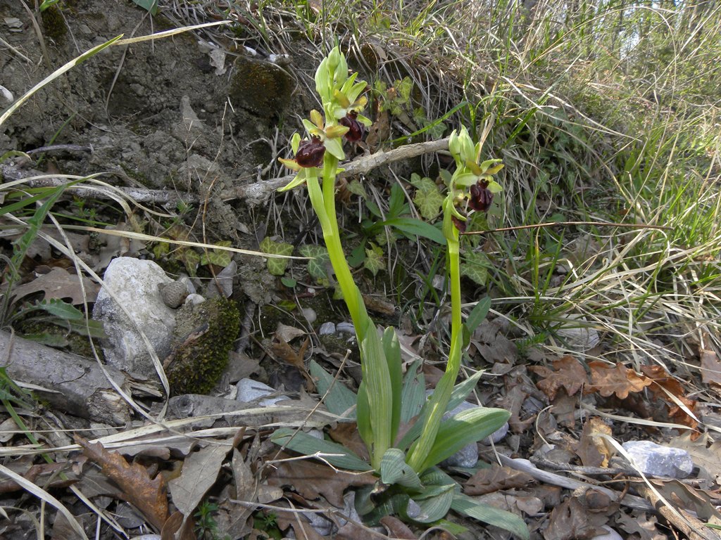 Ophrys sphegodes Miller