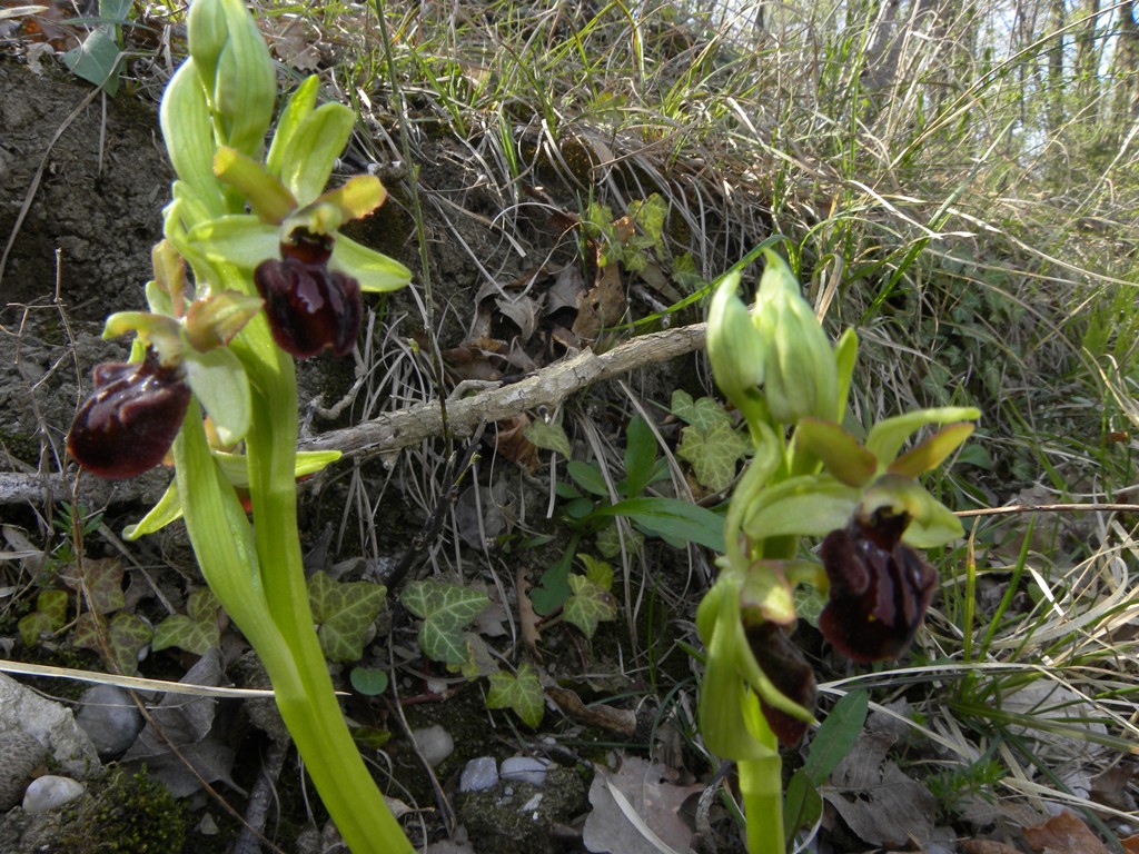 Ophrys sphegodes Miller