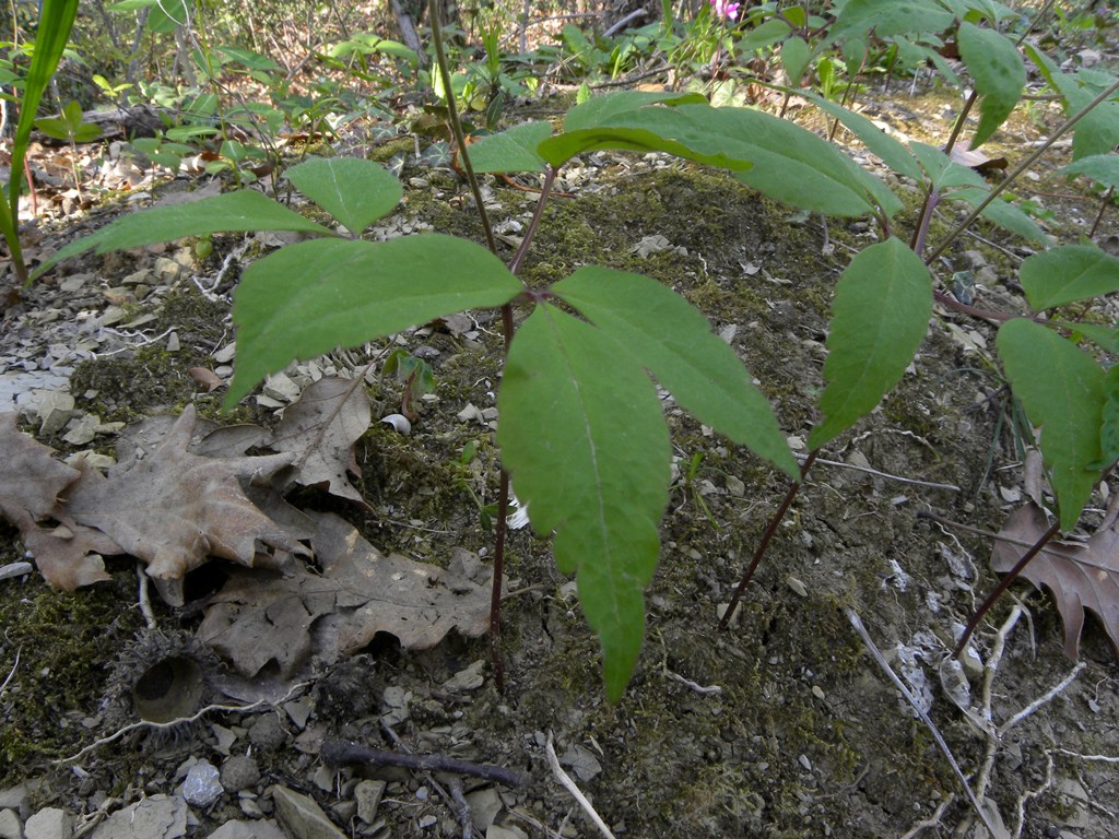 Anemone trifolia L. in un bosco vicino casa