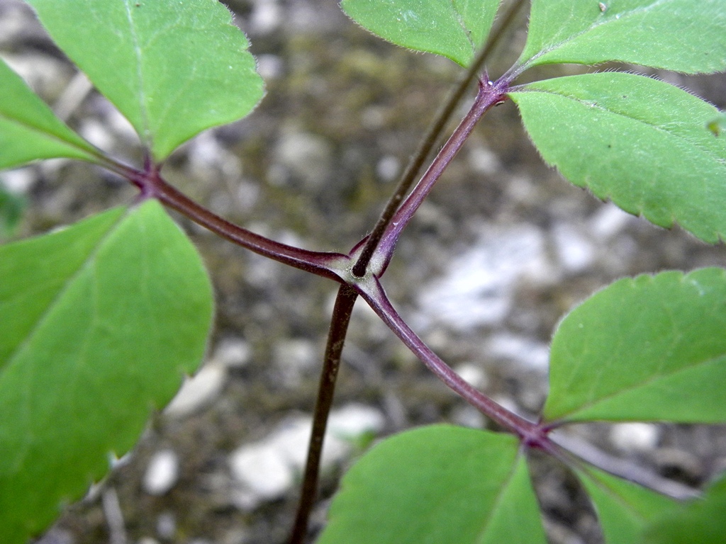 Anemone trifolia L. in un bosco vicino casa