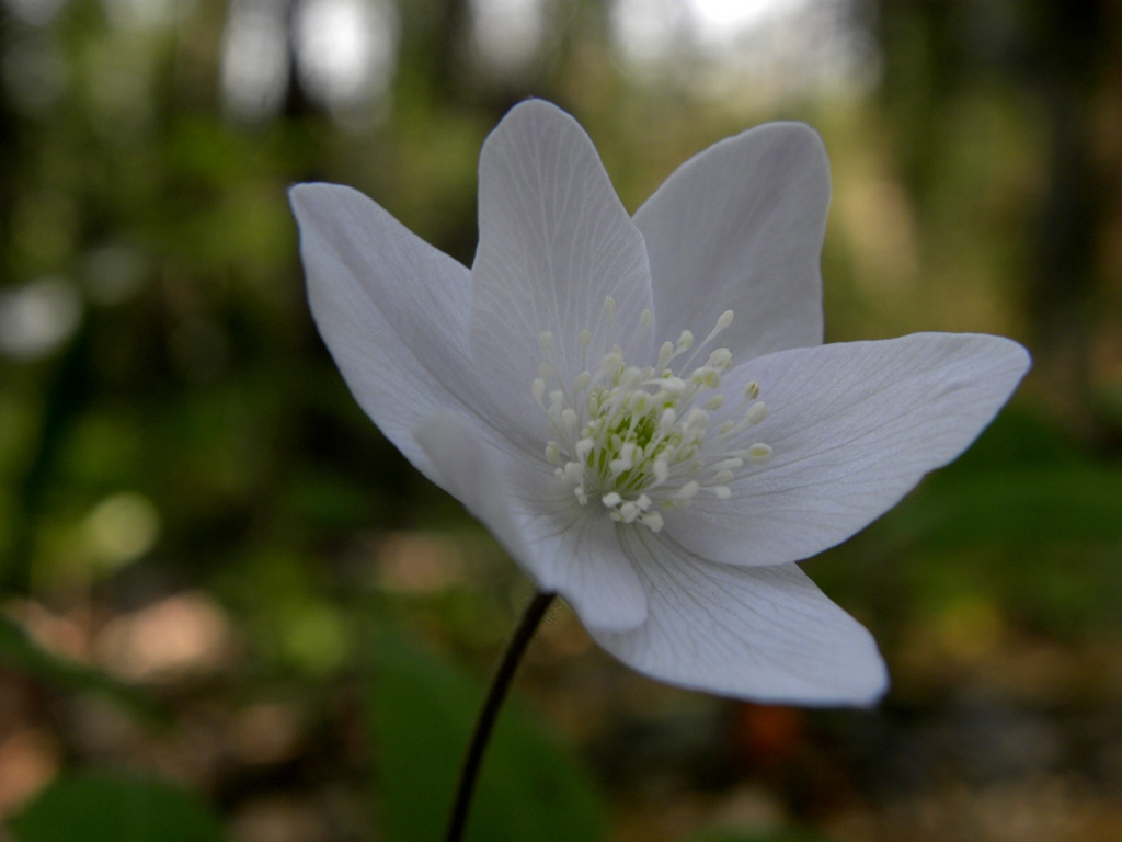 Anemone trifolia L. in un bosco vicino casa