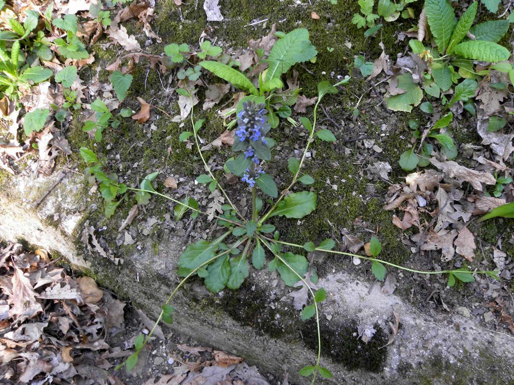 Ajuga reptans