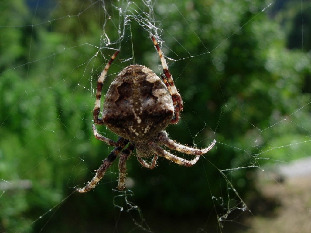 Araneus sp.