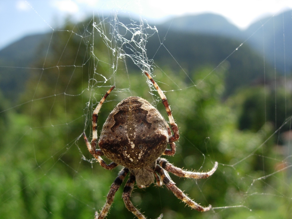 Araneus sp.