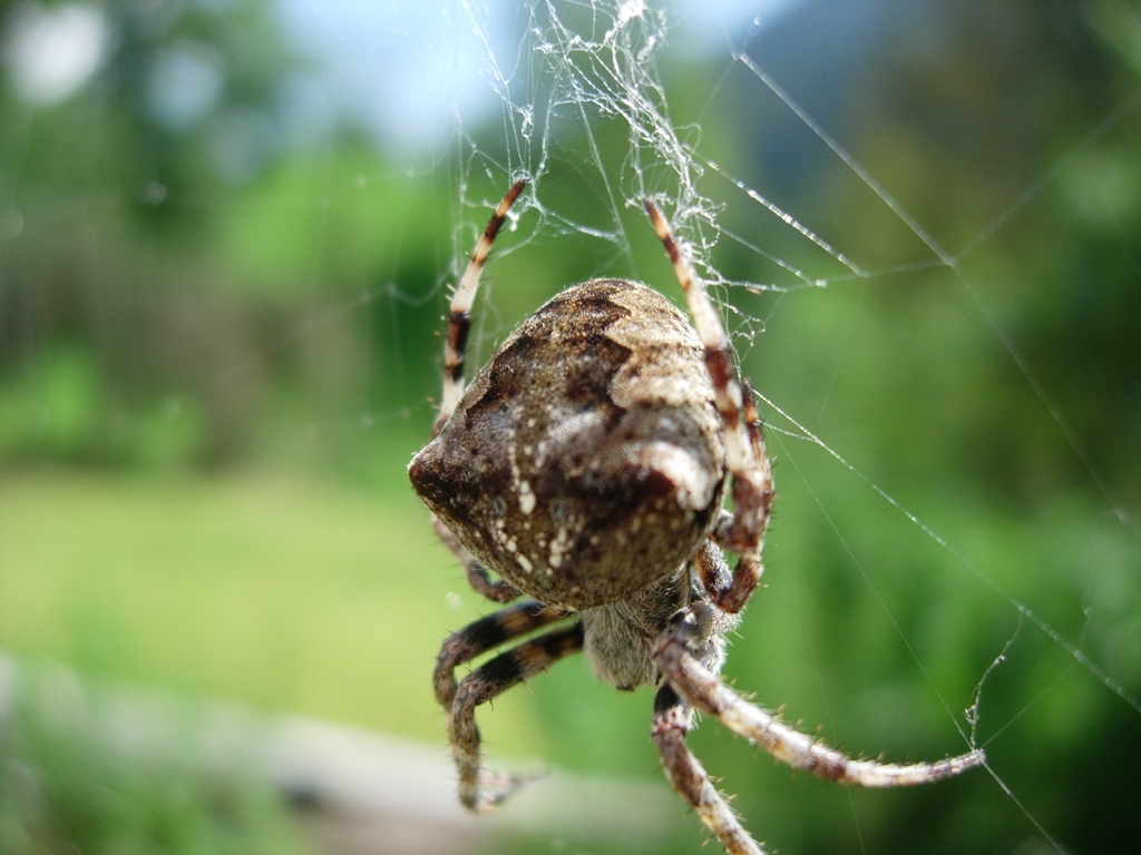 Araneus sp.