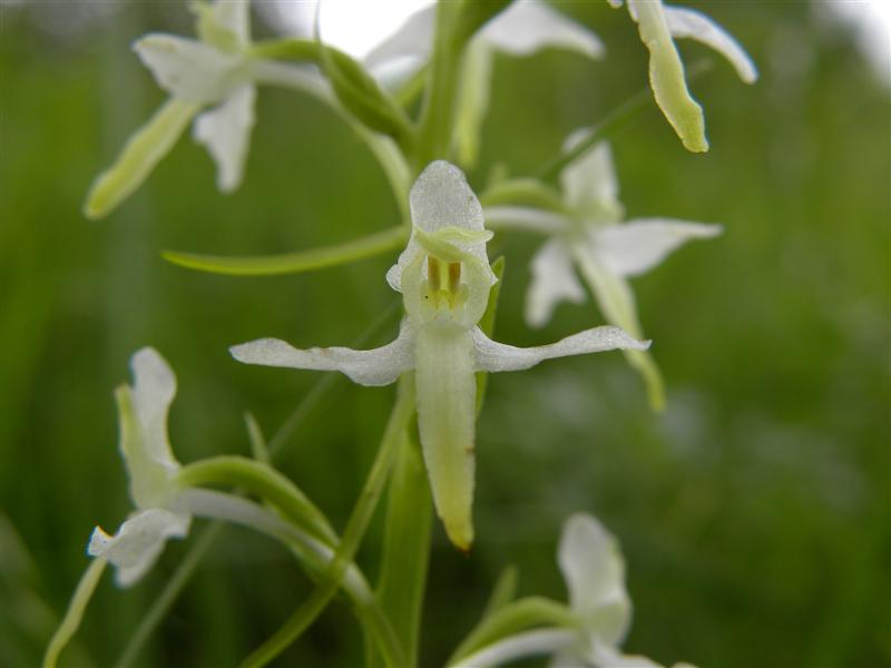 Platanthera bifolia e P.chlorantha - Genitica e morfologia