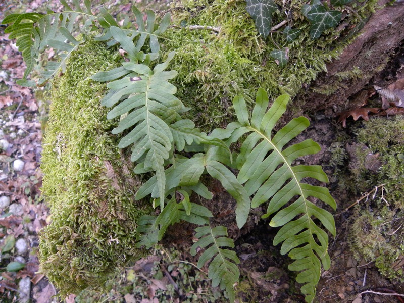 Polypodium vulgare / polipodio comune