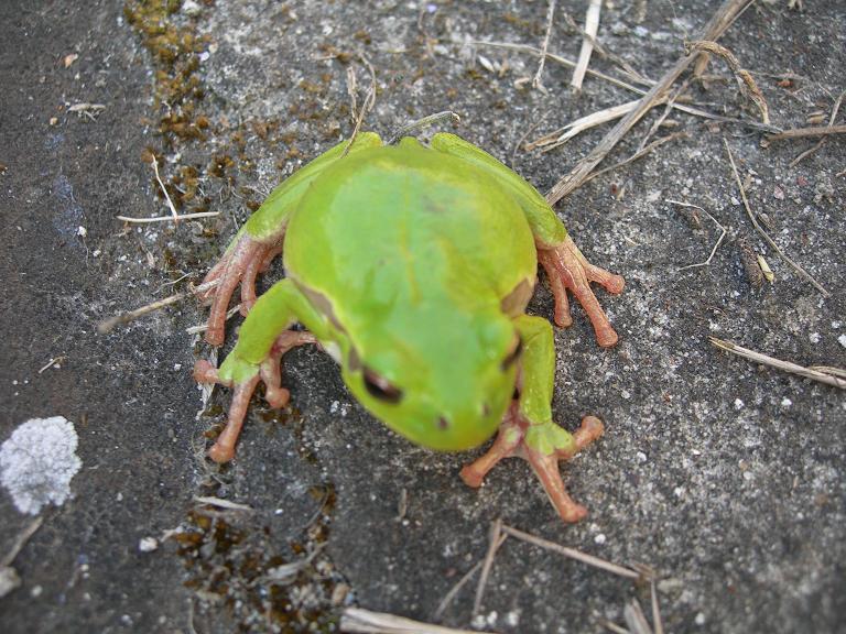 Raganella da ID - Hyla intermedia