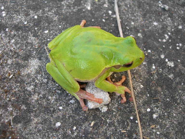 Raganella da ID - Hyla intermedia