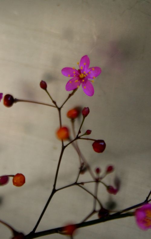 sfuggita da un giardino: Talinum paniculatum